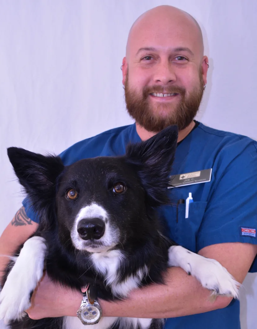 Joe at Clocktower Animal Hospital, with black and white dog